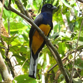 Trogon-Viridis.jpg