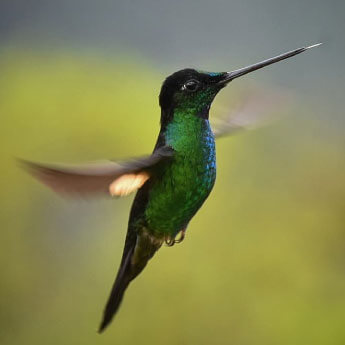 Colibri.jpg