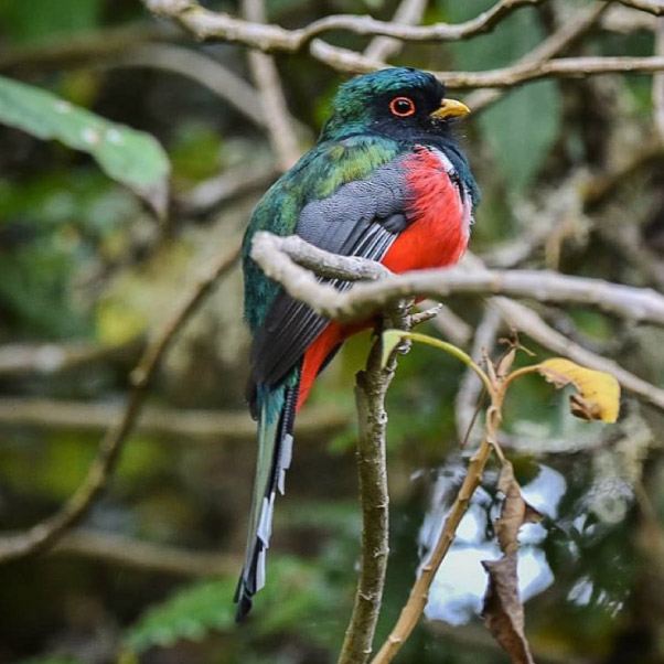 Trogon.jpg
